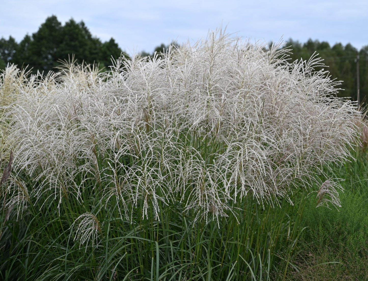 Miskantas kininis (Miscanthus sinensis) 'Snow Queen'