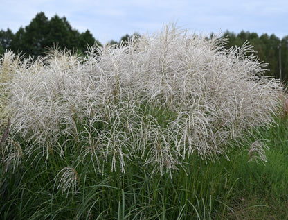 Miskantas kininis (Miscanthus sinensis) 'Snow Queen'