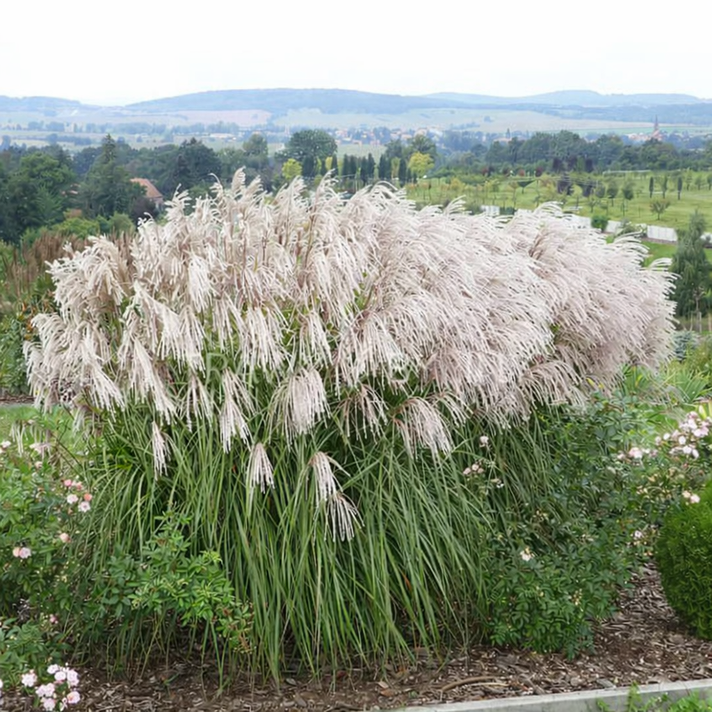 Miskantas kininis (Miscanthus sinensis) 'Snow Queen'
