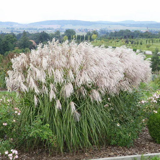 Miskantas kininis (Miscanthus sinensis) 'Snow Queen'