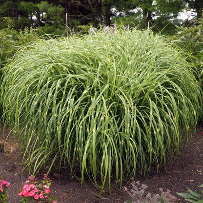 Miskantas kininis (Miscanthus sinensis) 'Strictus'