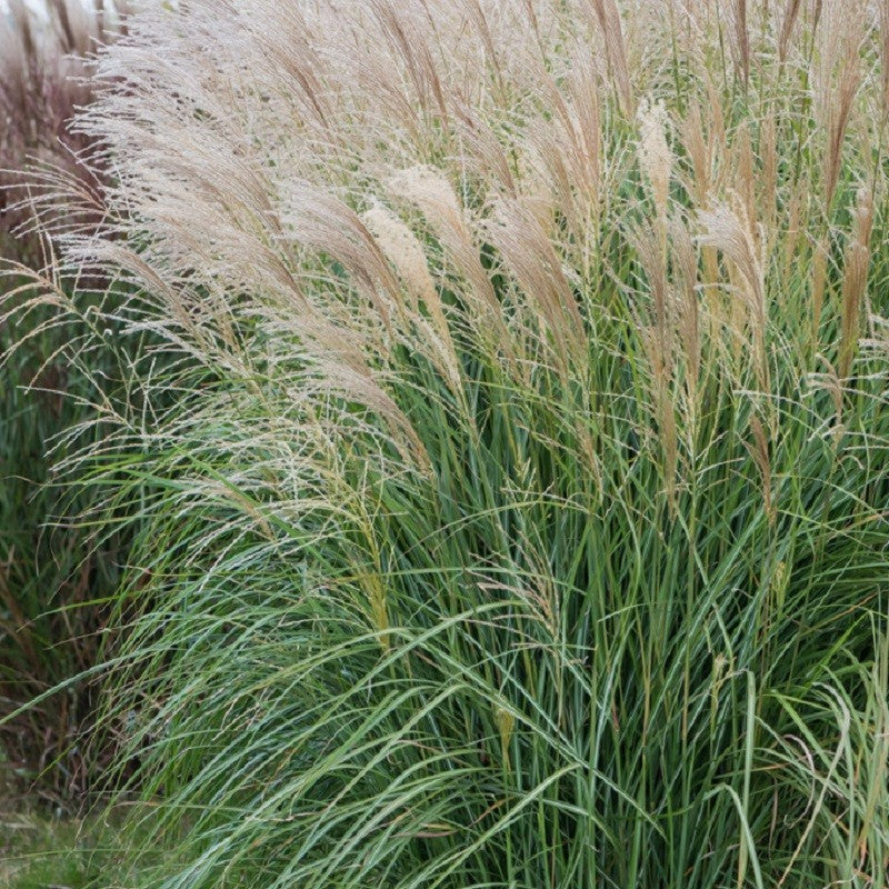 Miskantas kininis (Miscanthus sinensis) 'Vanilla Sky'
