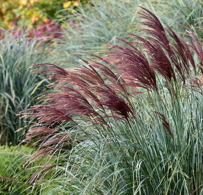 Miskantas kininis (Miscanthus sinensis) 'Versammlung'
