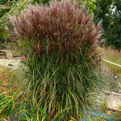 Miskantas kininis (Miscanthus sinensis) 'Versammlung'