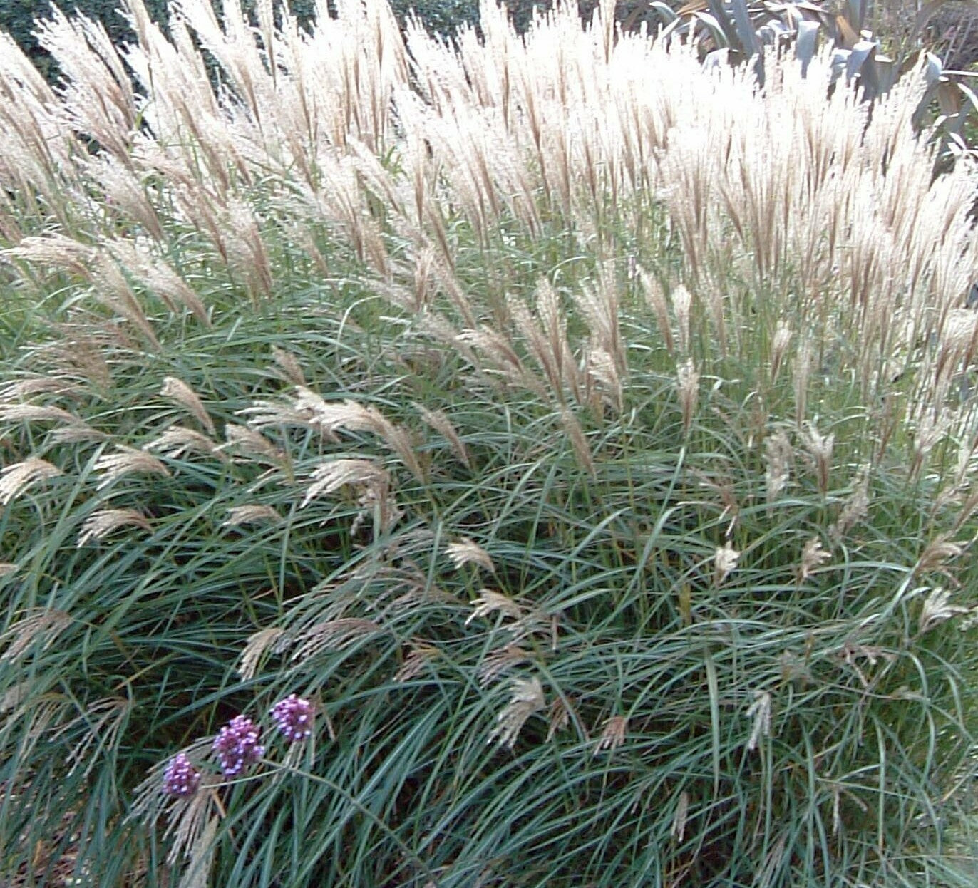Miskantas kininis (Miscanthus sinensis) 'Yakushima Dwarf'