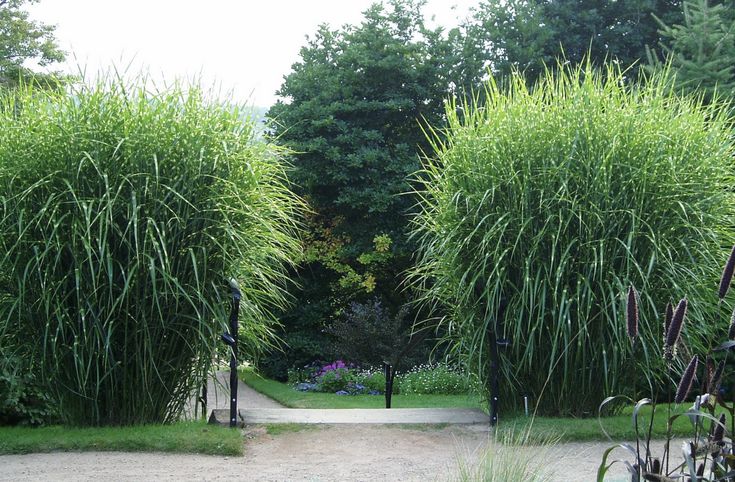 Miskantas kininis (Miscanthus sinensis) 'Zebrinus'