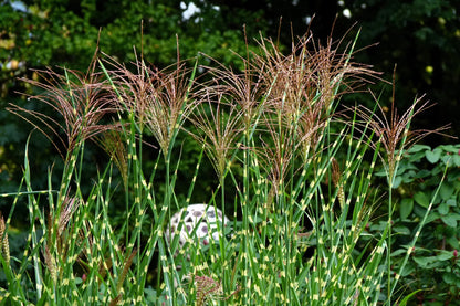 Miskantas kininis (Miscanthus sinensis) 'Zebrinus'