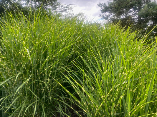 Miskantas kininis (Miscanthus sinensis) 'Zebrinus'
