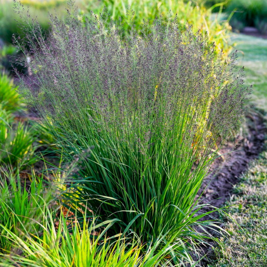 Melvenė melsvoji (Molinia caerulea) 'Banshee'