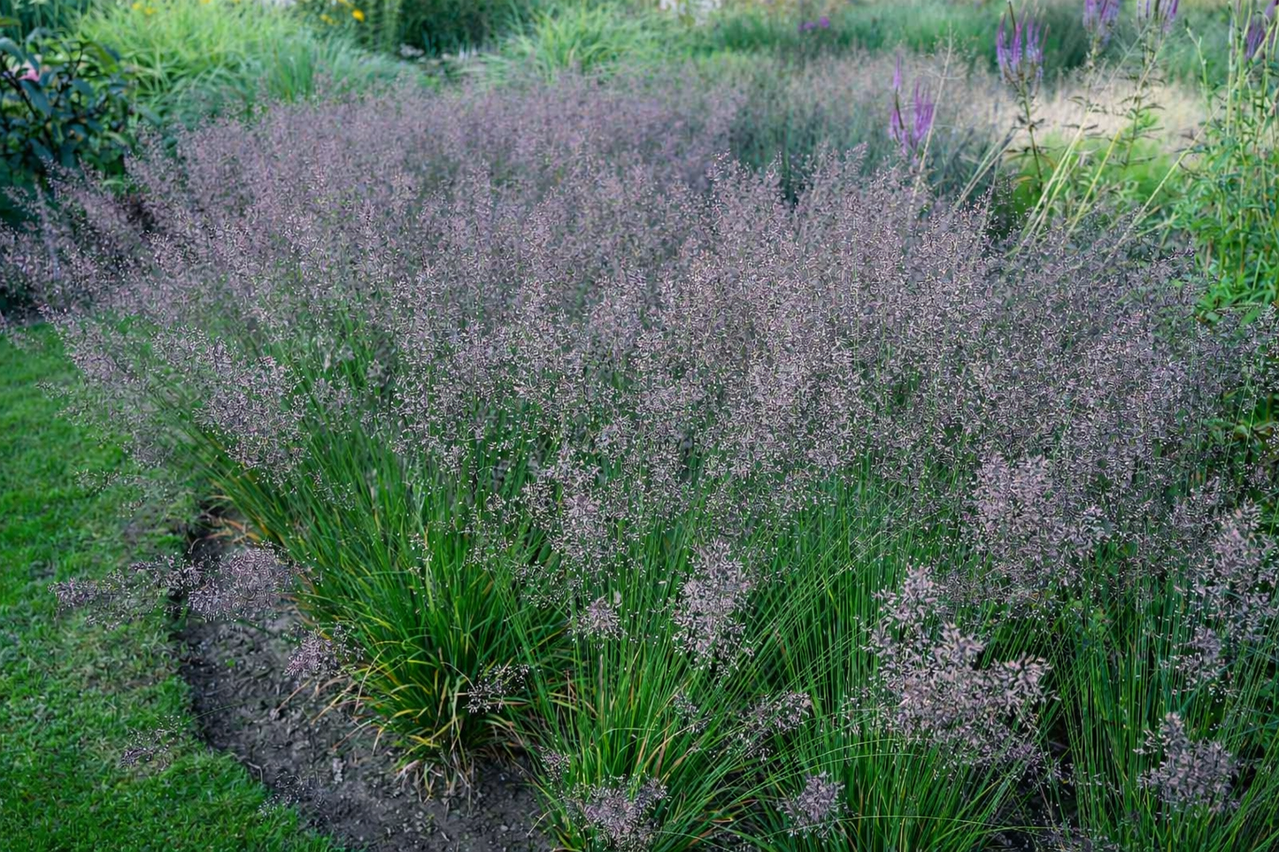 Melvenė melsvoji (Molinia caerulea) 'Banshee'