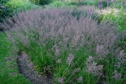 Melvenė melsvoji (Molinia caerulea) 'Banshee'