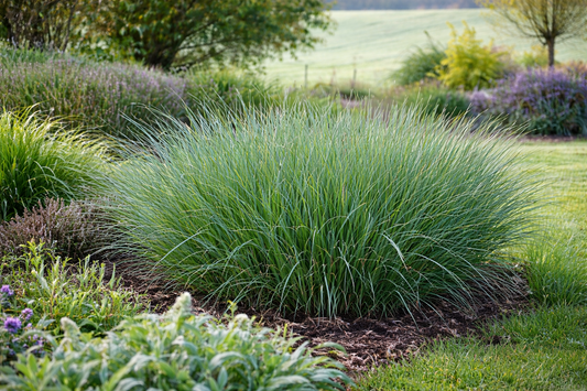 Melvenė melsvoji (Molinia caerulea) 'JS Aha-Erlebnis'