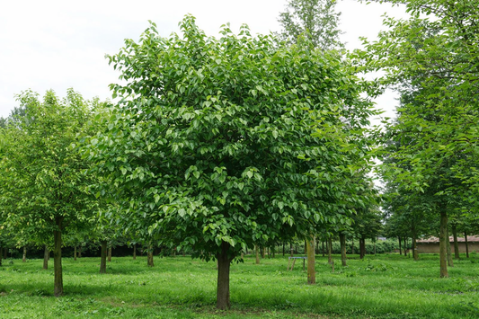 Šilkmedis baltasis (Morus alba)