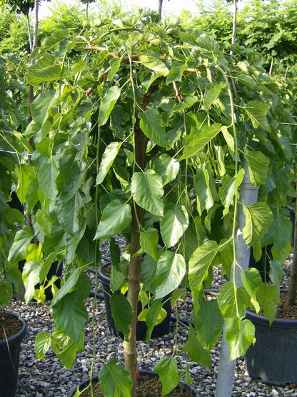 Šilkmedis baltasis (Morus alba) 'Pendula'
