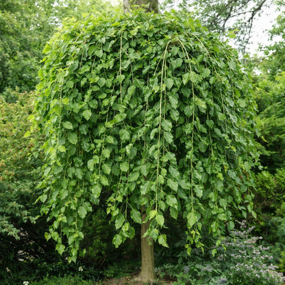 Šilkmedis baltasis (Morus alba) 'Pendula'