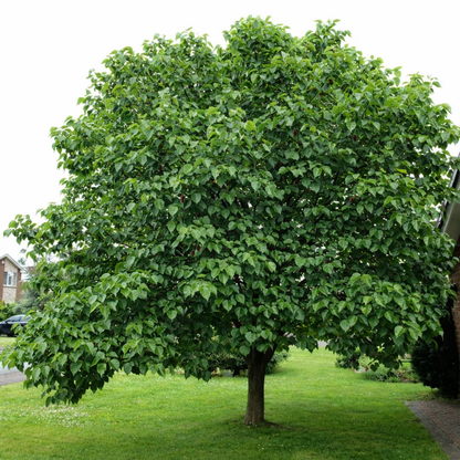 Šilkmedis juodasis (Morus nigra)