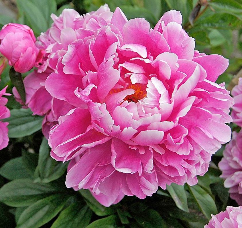 Bijūnas (Paeonia) 'Alexander Fleming'