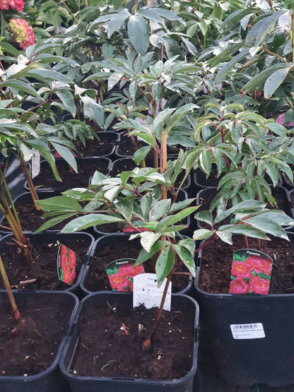 Bijūnas (Paeonia) 'Monsieur Martin Cahuzac'
