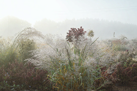 Sora rykštėtoji (Panicum virgatum) 'L'autre Jardin'