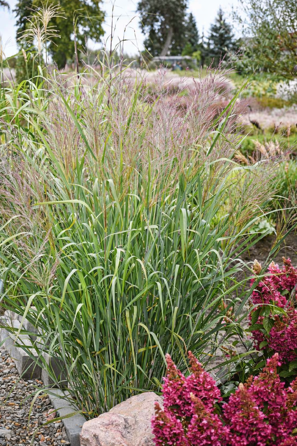 Sora rykštėtoji (Panicum virgatum) 'L'autre Jardin'