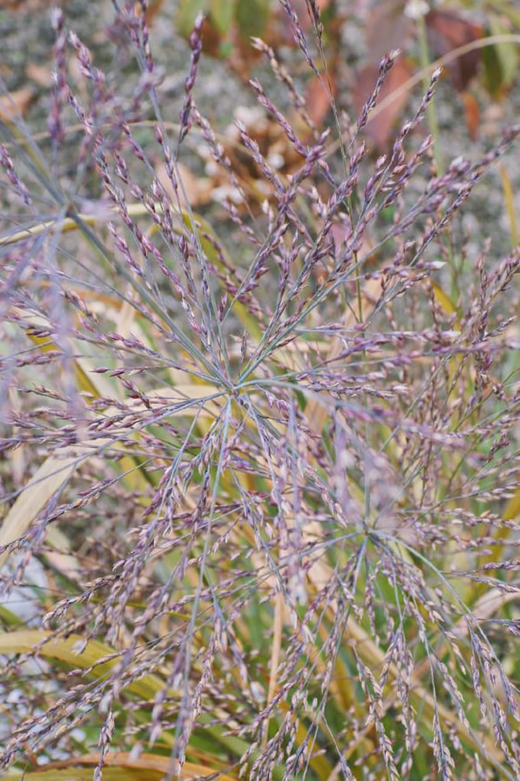 Sora rykštėtoji (Panicum virgatum) 'L'autre Jardin'