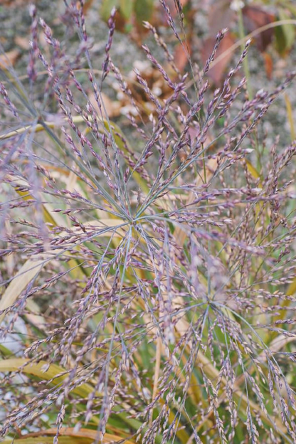 Sora rykštėtoji (Panicum virgatum) 'L'autre Jardin'