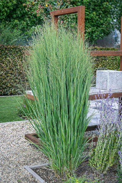 Sora rykštėtoji (Panicum virgatum) 'Northwind'