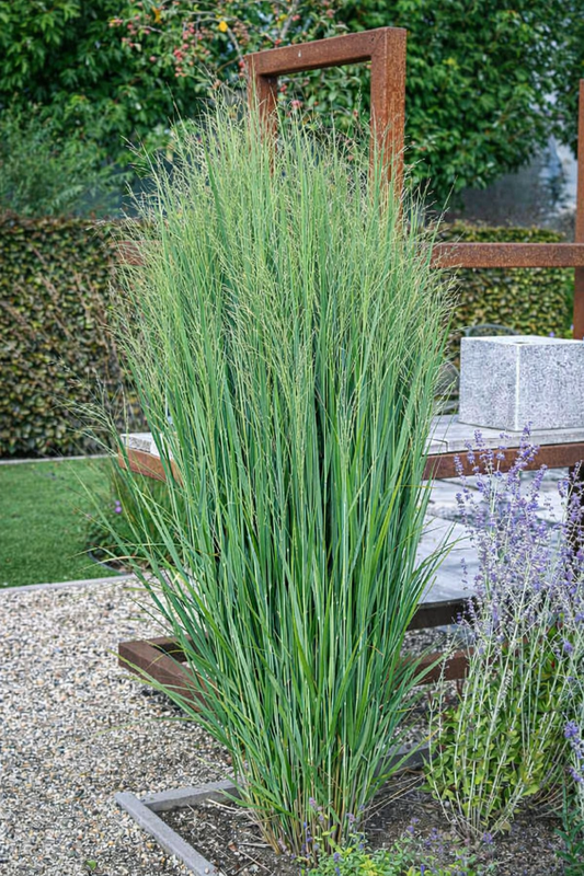 Sora rykštėtoji (Panicum virgatum) 'Northwind'