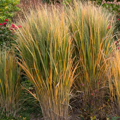 Sora rykštėtoji (Panicum virgatum) 'Northwind'