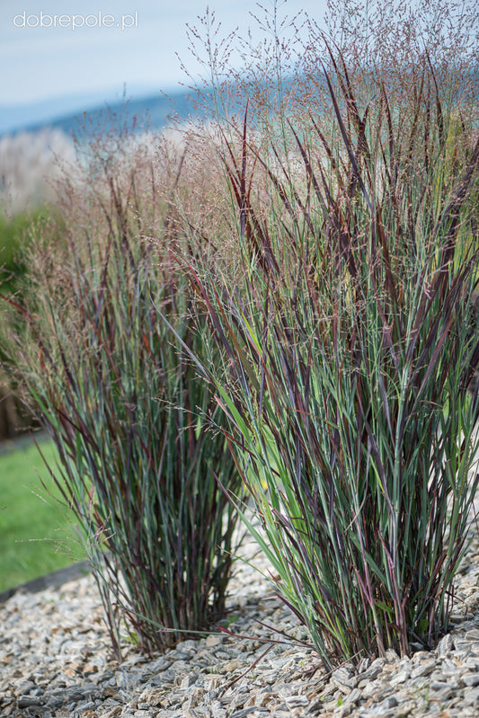 Sora rykštėtoji (Panicum virgatum) 'Nosferatu'