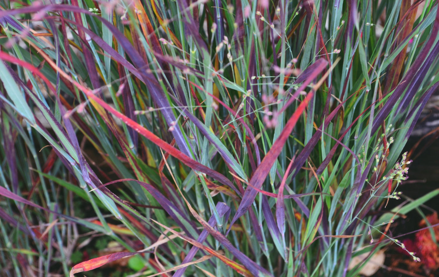Sora rykštėtoji (Panicum virgatum) 'Nosferatu'