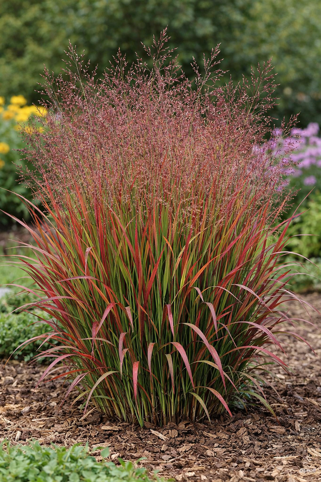 Sora rykštėtoji (Panicum virgatum) 'Squaw Select'