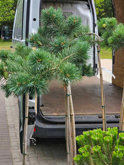 Pušis paprastoji (Pinus sylvestris) 'Albyns' Pa