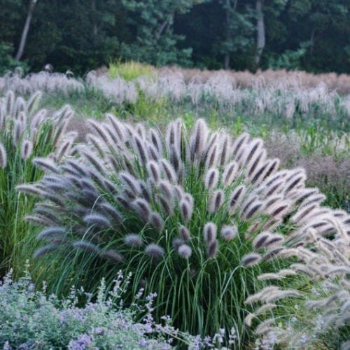 Soruolė pašiaušėlinė (Pennisetum alopecuroides) 'Black Beauty'