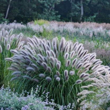Soruolė pašiaušėlinė (Pennisetum alopecuroides) 'Black Beauty'