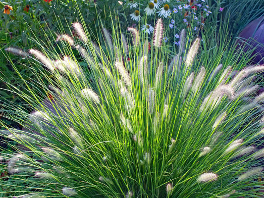 Soruolė pašiaušėlinė (Pennisetum alopecuroides) 'Hameln'