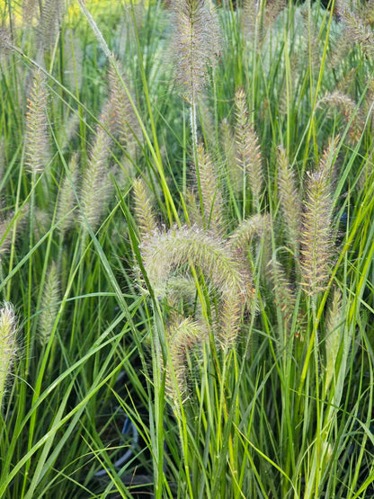 Soruolė pašiaušėlinė (Pennisetum alopecuroides) 'Hameln'
