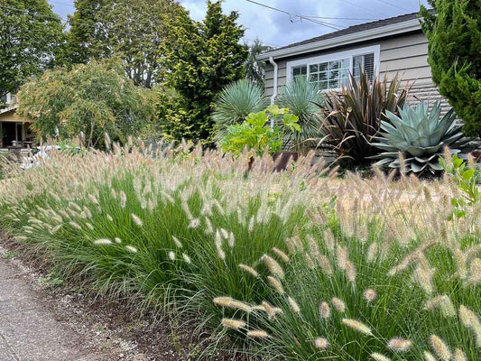 Soruolė pašiaušėlinė (Pennisetum alopecuroides) 'Hameln'
