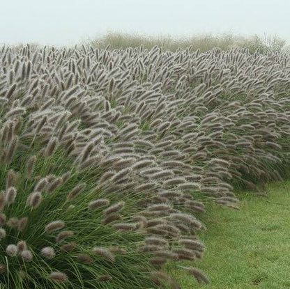 Soruolė pašiaušėlinė (Pennisetum alopecuroides) 'Lady U'
