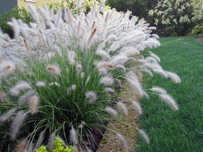 Soruolė pašiaušėlinė (Pennisetum alopecuroides) 'Lady U'