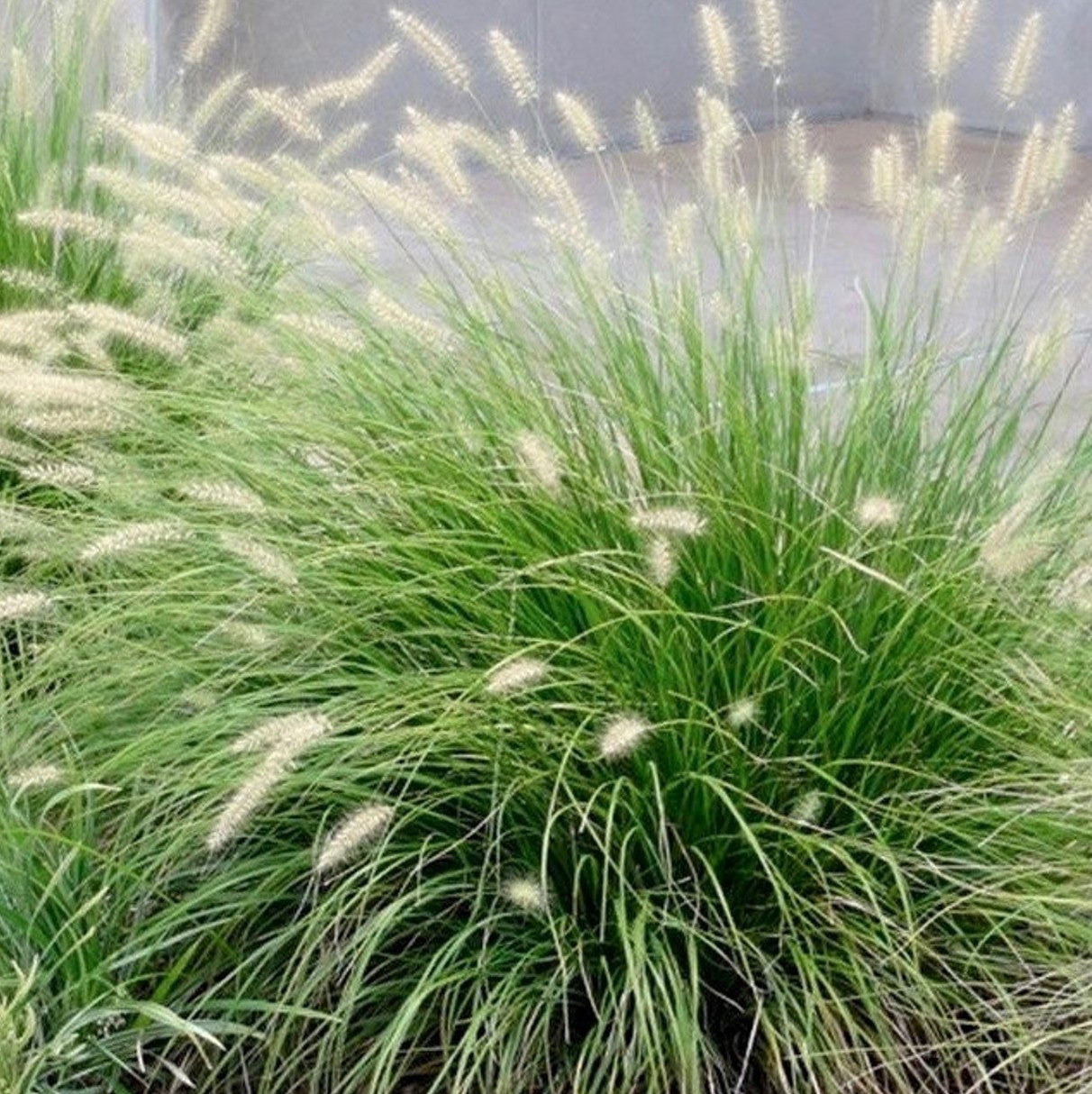 Soruolė pašiaušėlinė (Pennisetum alopecuroides) 'Little Bunny'