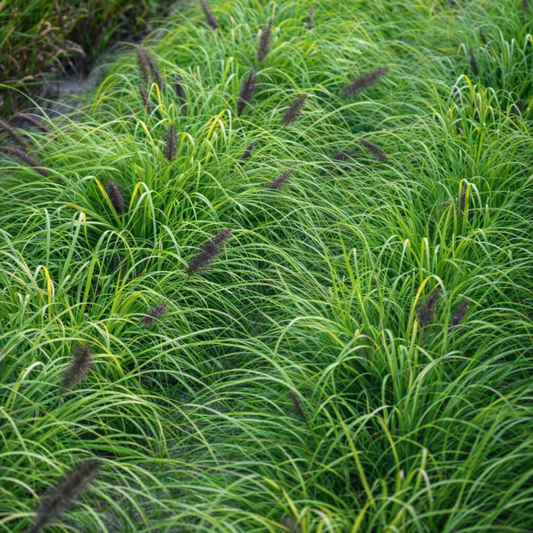 Soruolė pašiaušėlinė (Pennisetum alopecuroides) 'Mitra'