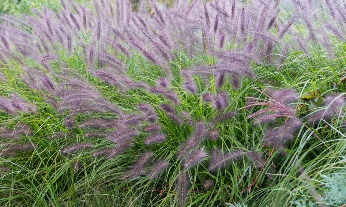 Soruolė pašiaušėlinė (Pennisetum alopecuroides) 'Moudry'