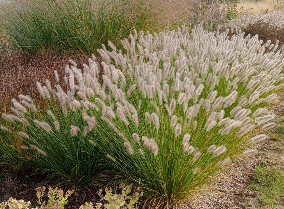 Soruole Soruolė pašiaušėlinė (Pennisetum alopecuroides) 'Olimpia' – Gitanos ...
