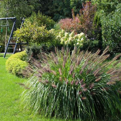 Soruolė pašiaušėlinė (Pennisetum alopecuroides) 'Paul's Giant'