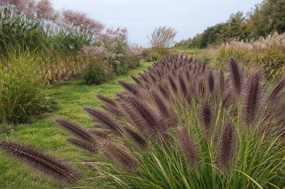 Soruolė pašiaušėlinė (Pennisetum alopecuroides) 'Paul's Giant'