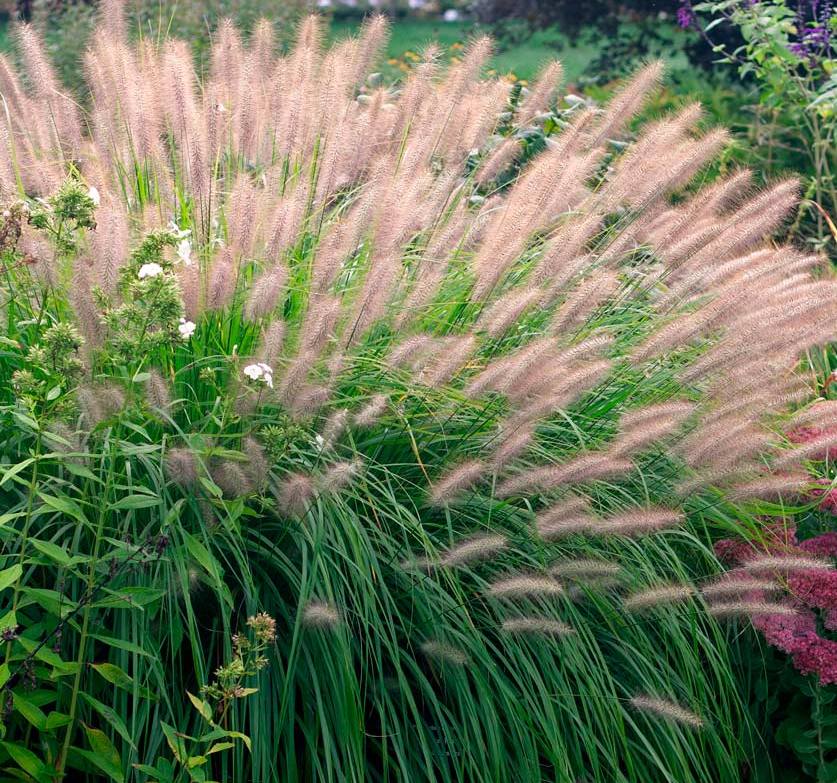 Soruolė pašiaušėlinė (Pennisetum alopecuroides) 'Red Head'