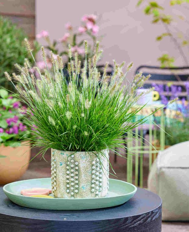 Soruolė pašiaušėlinė (Pennisetum alopecuroides) 'Tiny Twinkler'