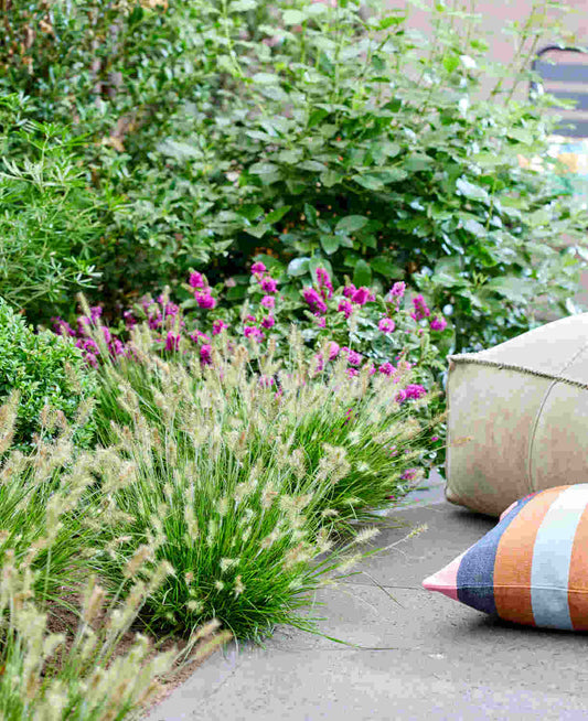Soruolė pašiaušėlinė (Pennisetum alopecuroides) 'Tiny Twinkler'