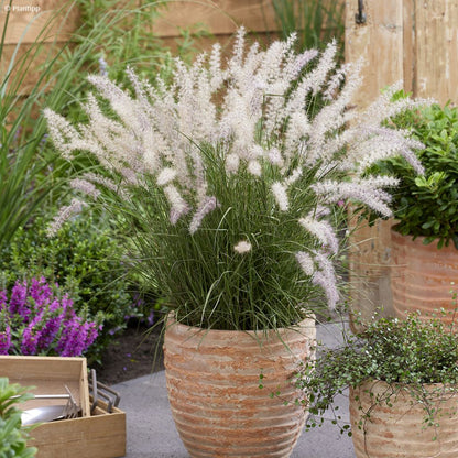 Soruolė rytinė (Pennisetum orientale) 'JS Dance with Me'